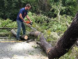How Our Tree Care Process Works  in  New London, TX