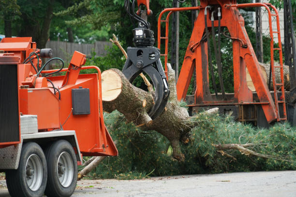 Best Tree Mulching  in New London, TX